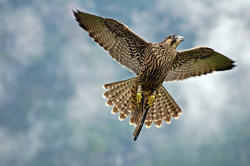 Falcon flying by Alexander Kuchar