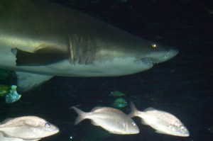Ripley's Aquarium