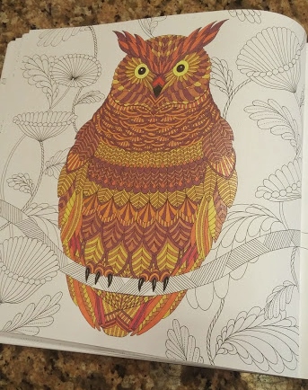 Owl Colors