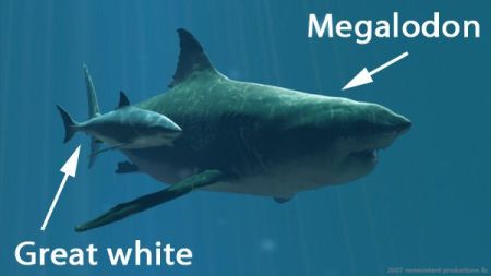 Megalodon vs Great White
